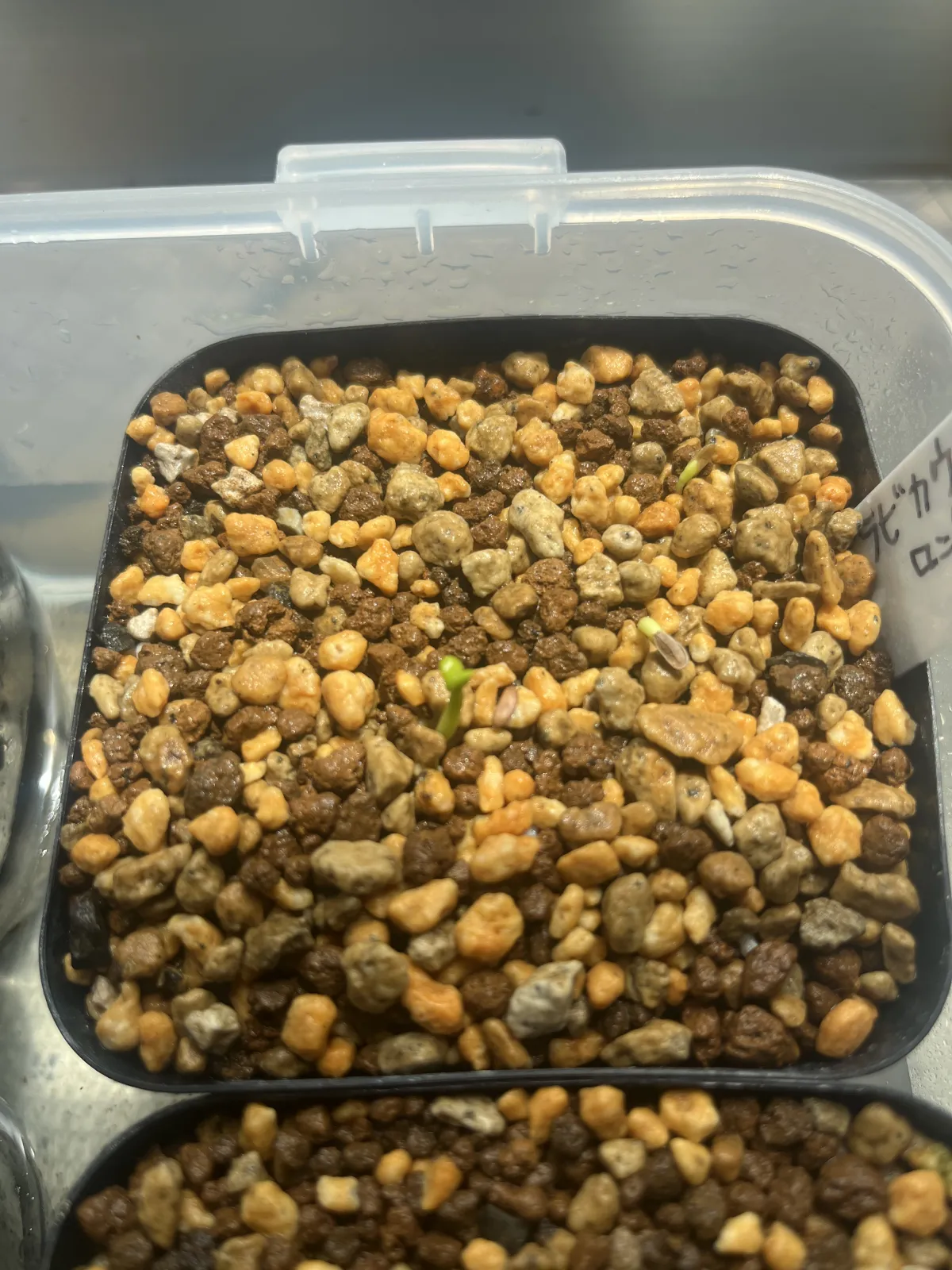 Pachypodium brevicaule (パキポディウム ブレビカウレ（長茎）)