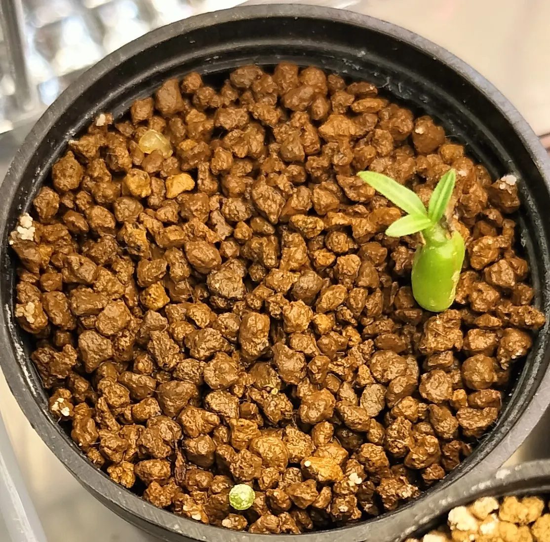 Pachypodium rosulatum var. gracilius ([無料種子] 発芽難 パキポディウム グラキリス　)