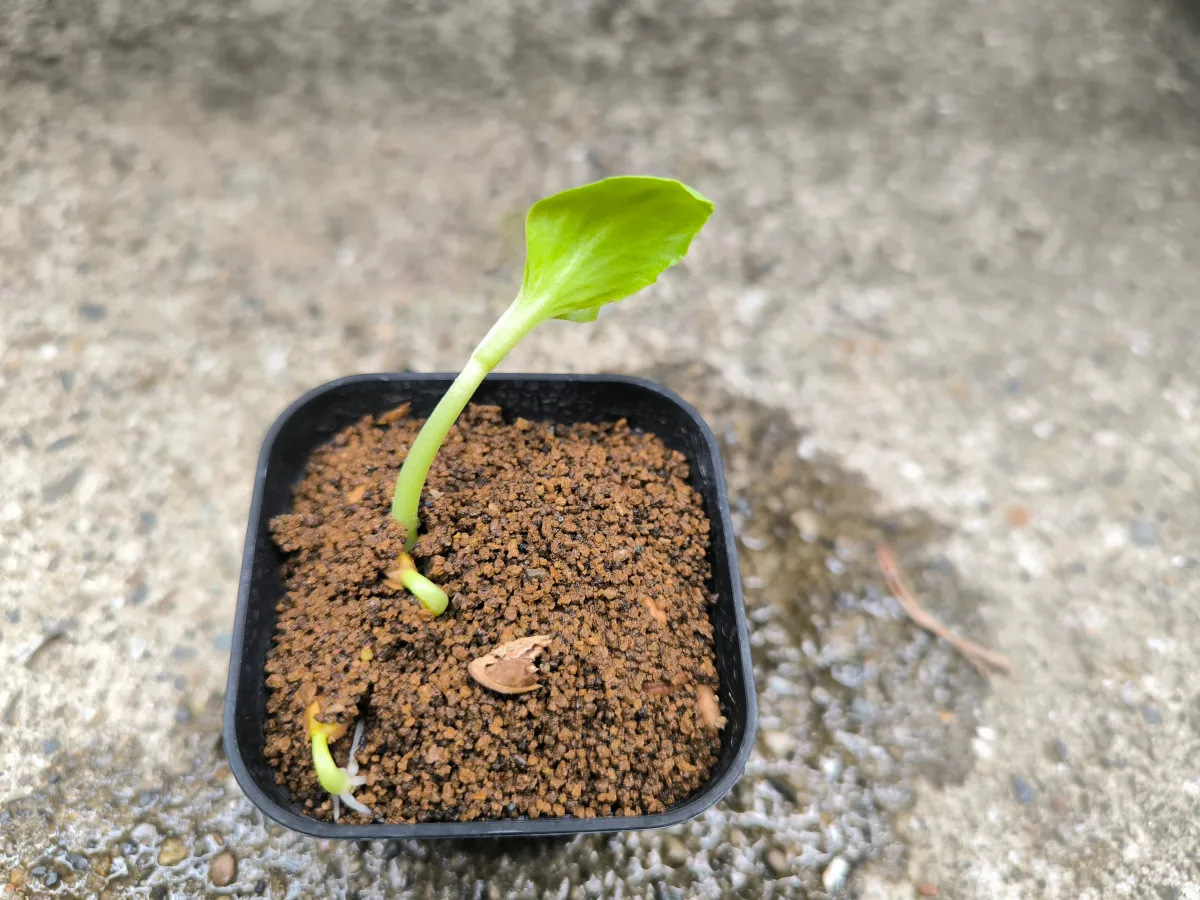 Cyphostemma juttae (キフォステンマ ユッタエ)