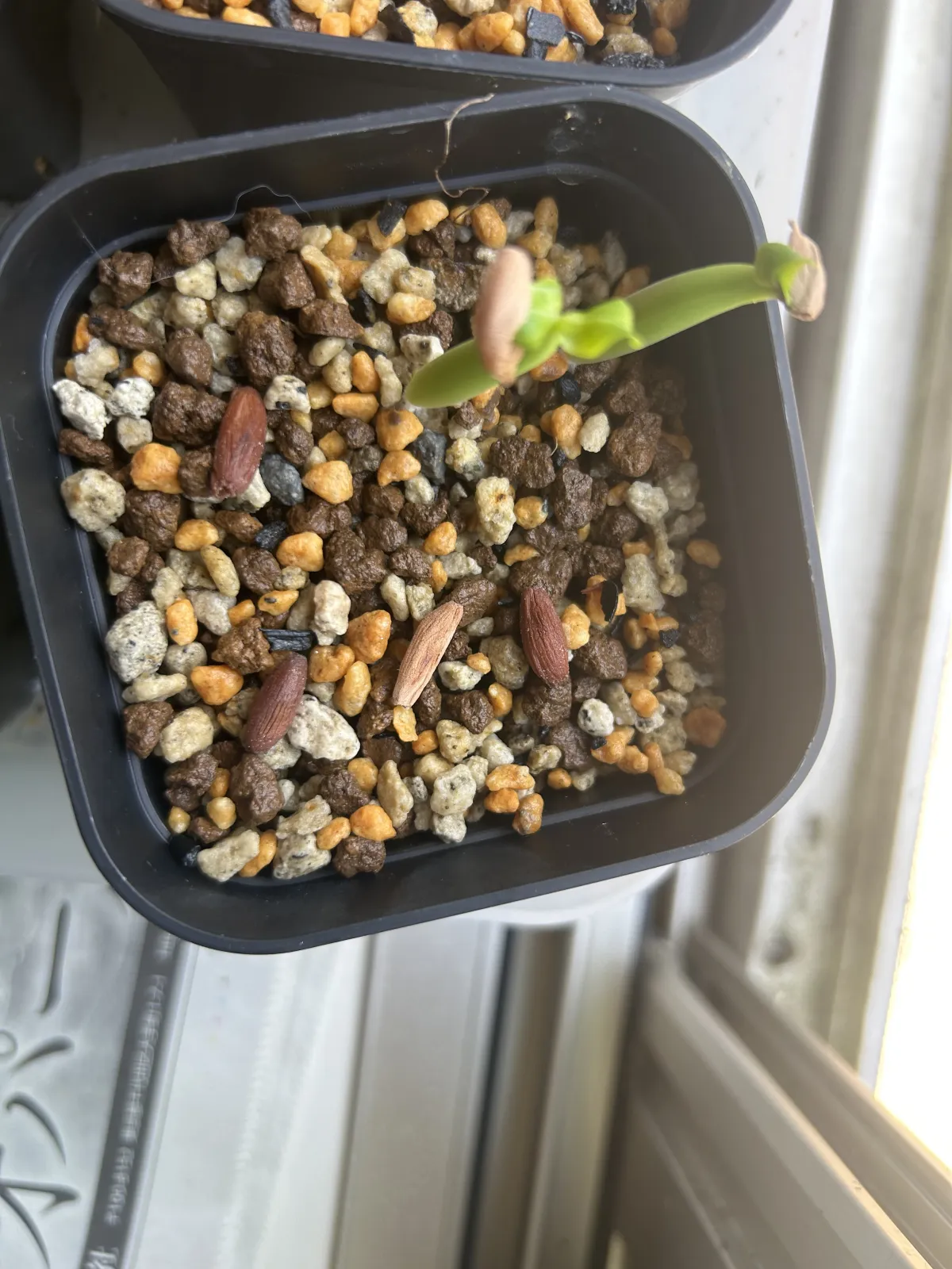 x NSDD Adenium arabicum Godji x NSDD (アデニウム ゴッジ)