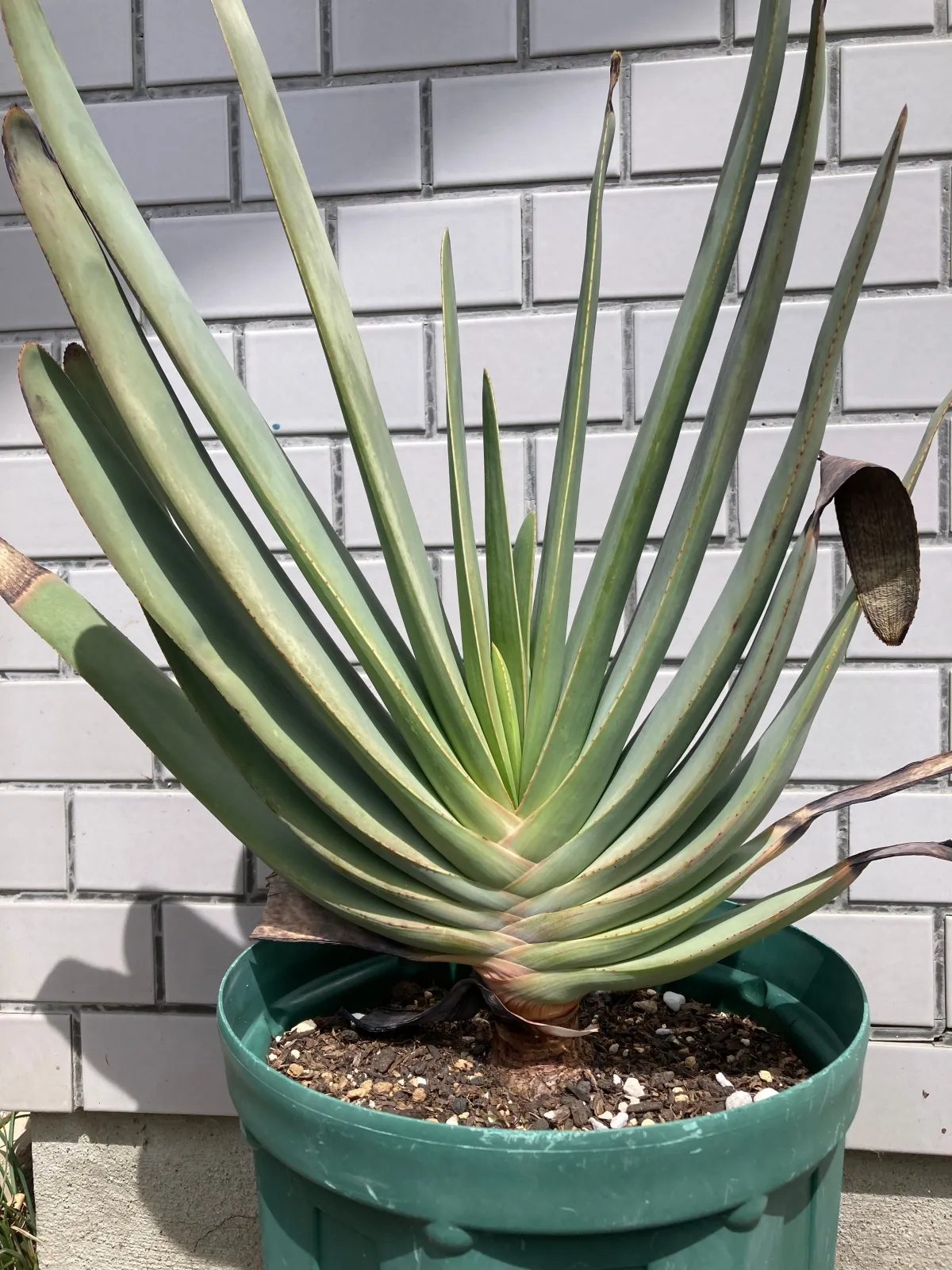 Aloe plicatilis (アロエ プリカティリス)