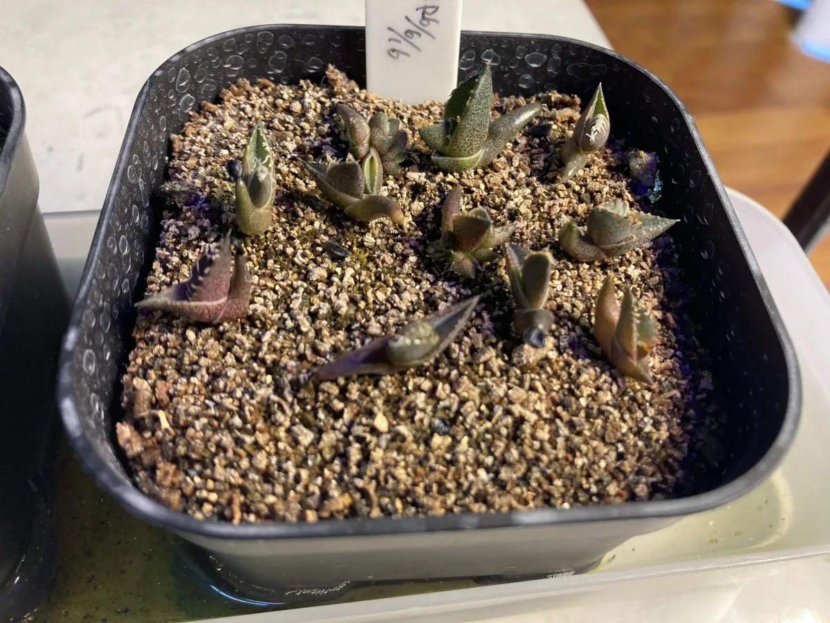 Agave oteroi Lot. (アガベ オテロイ)