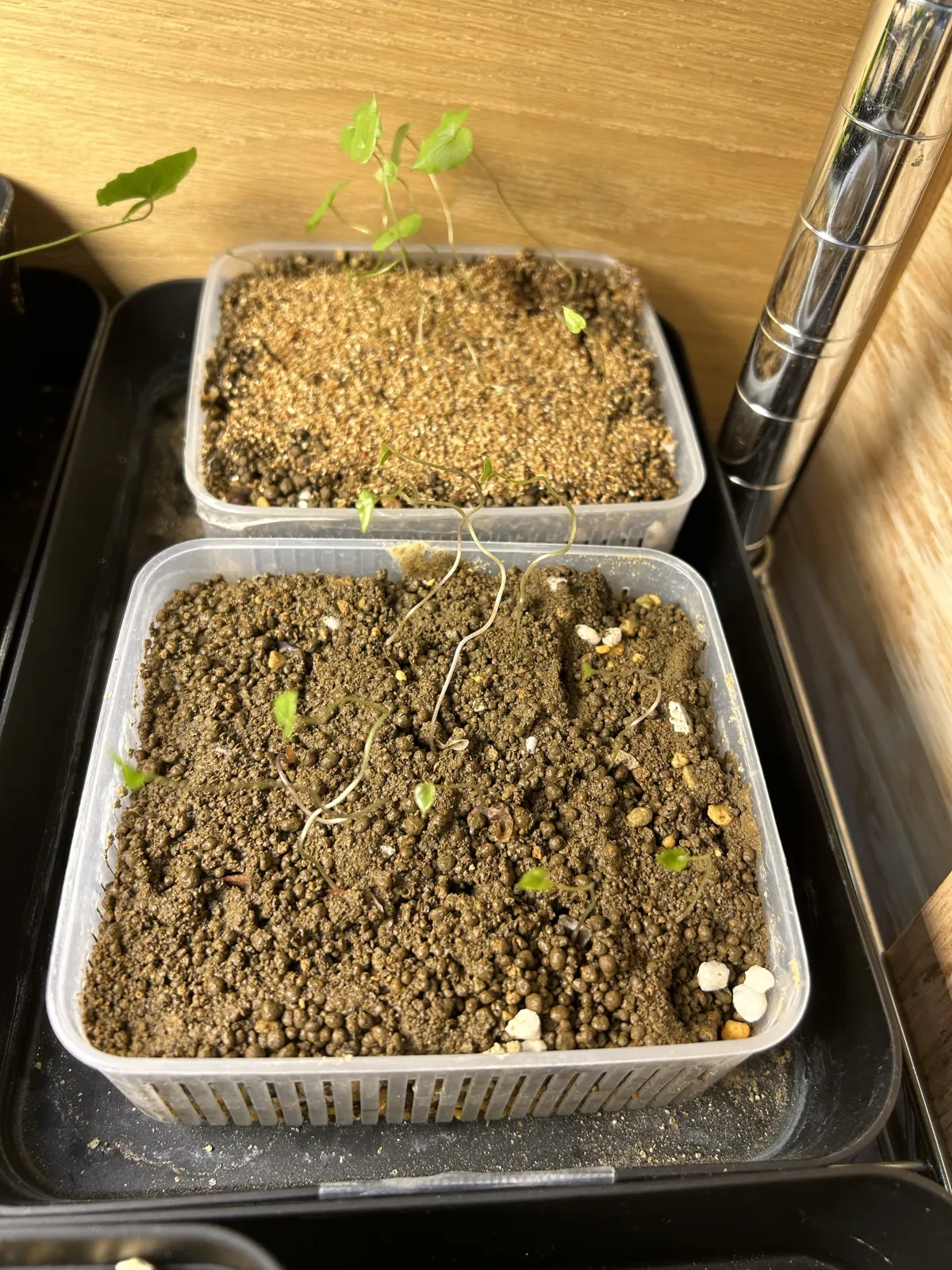 Dioscorea elephantipes (ディオスコレア エレファンティペス)
