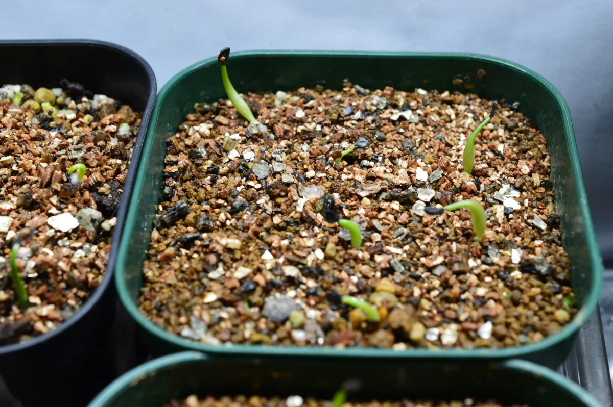 Agave oteroi Lot. (アガベ オテロイ)
