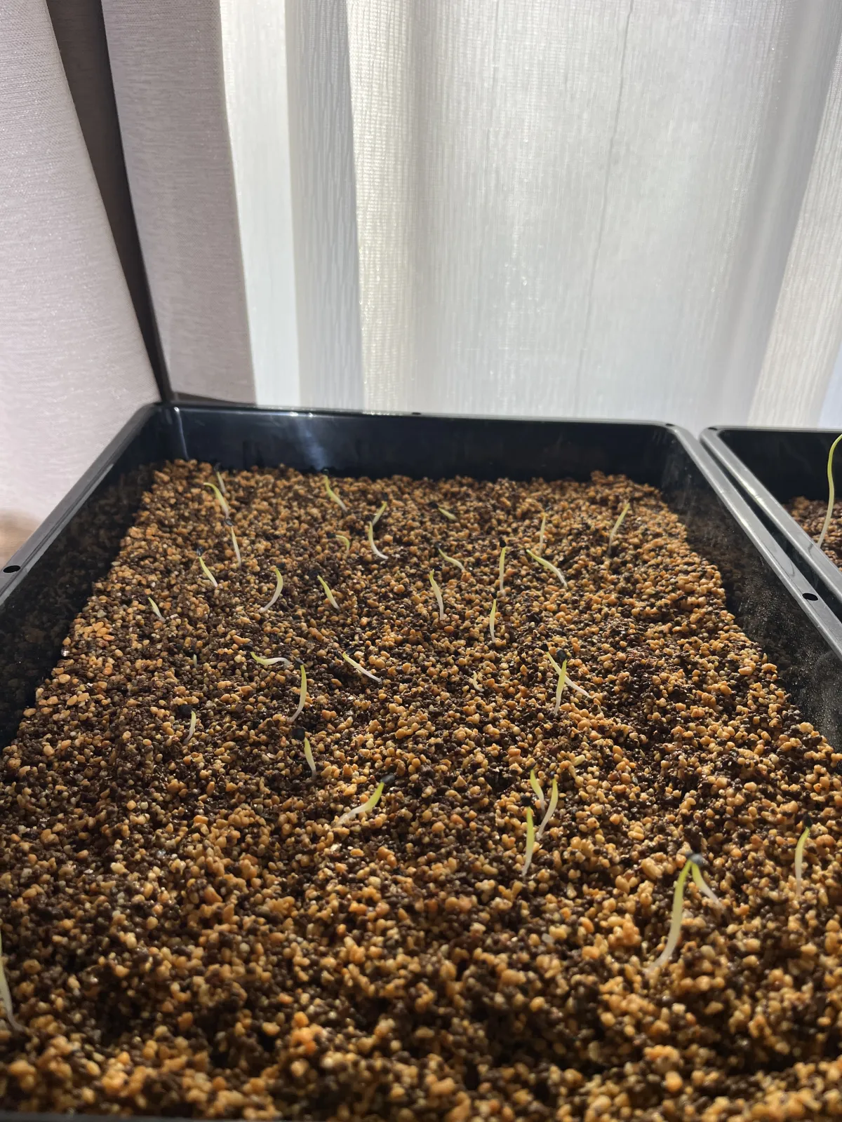Agave oteroi Lot. (アガベ オテロイ)