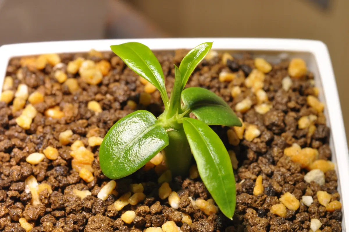 Pachypodium lamerei (パキポディウム ラメレイ)