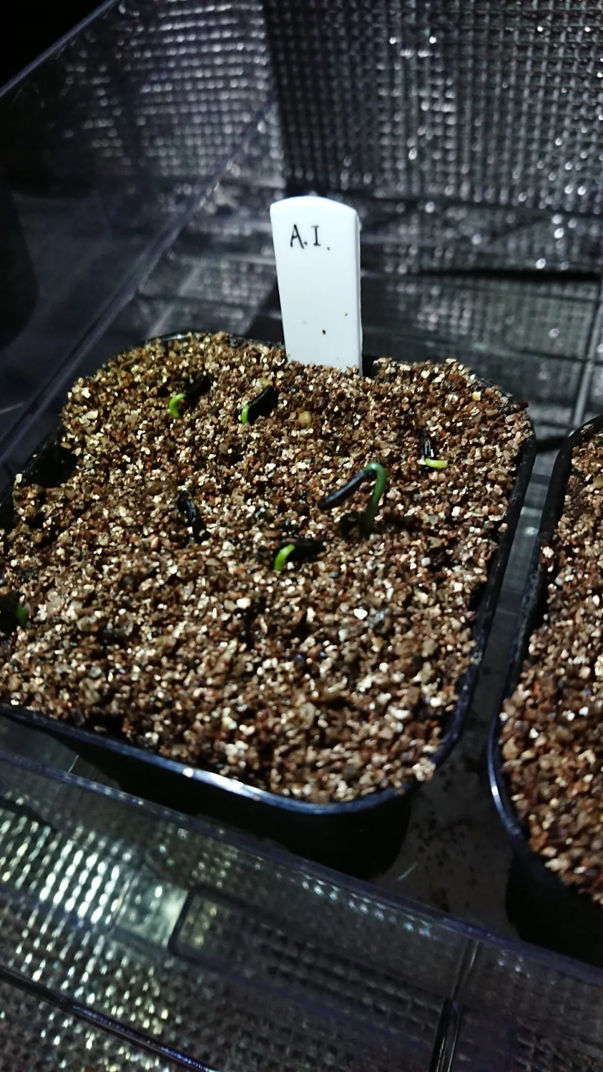 Agave inaequidens ssp. inaequidens (アガベ インアクイデンス)