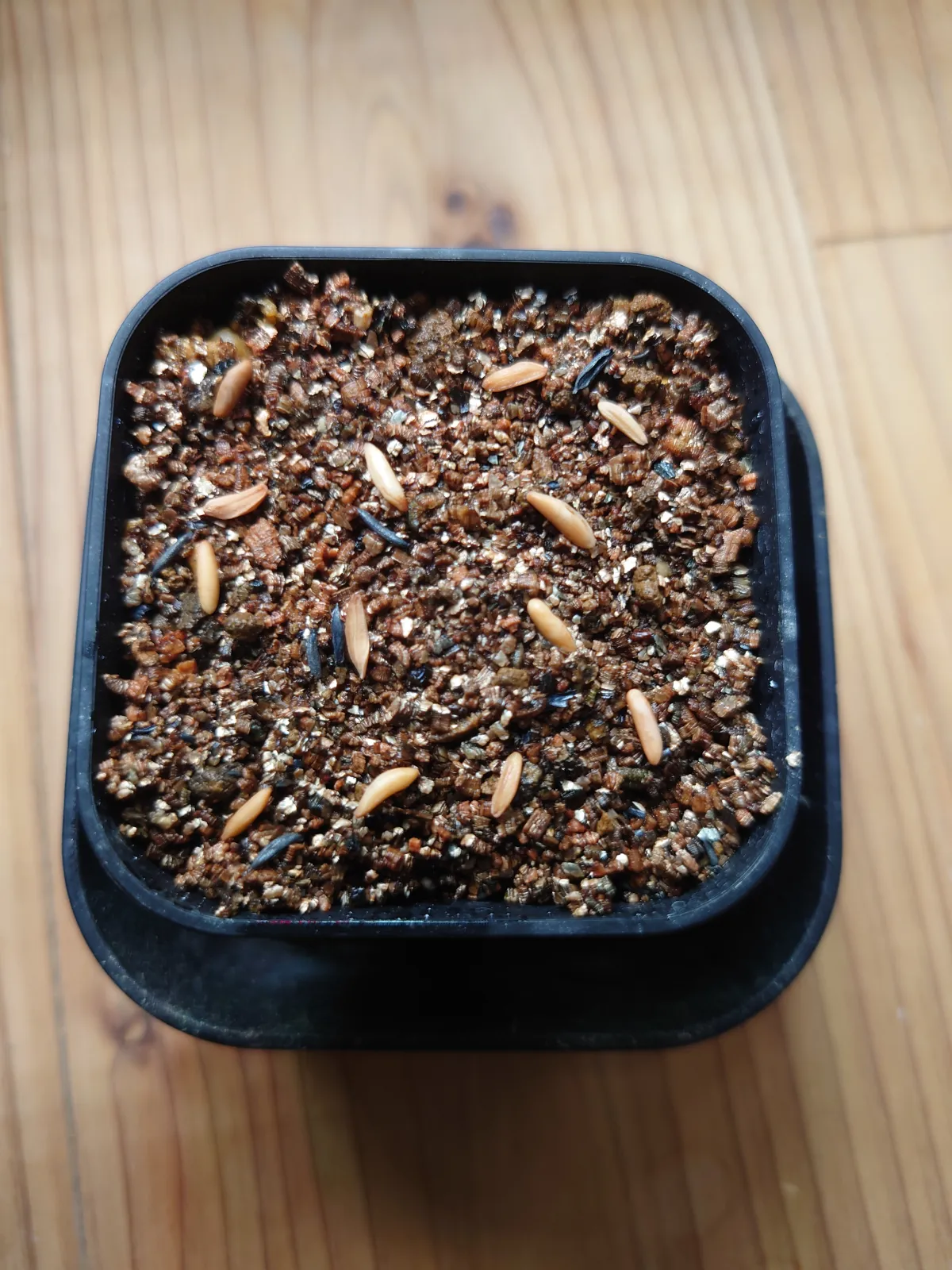 Pachypodium rosulatum var. gracilius ([無料種子] 発芽難 パキポディウム グラキリス　)