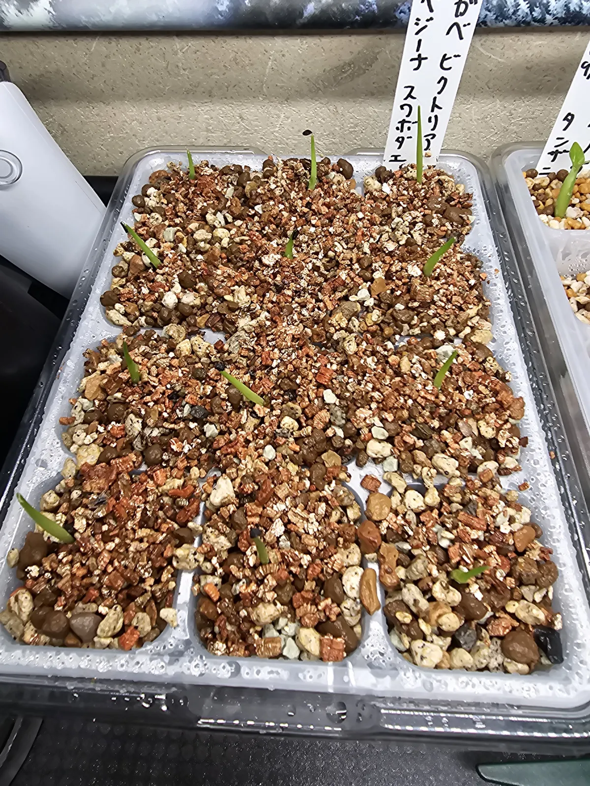 Agave victoriae-reginae ssp. swobodae (アガベ ビクトリアレジーナ スワボダエ)