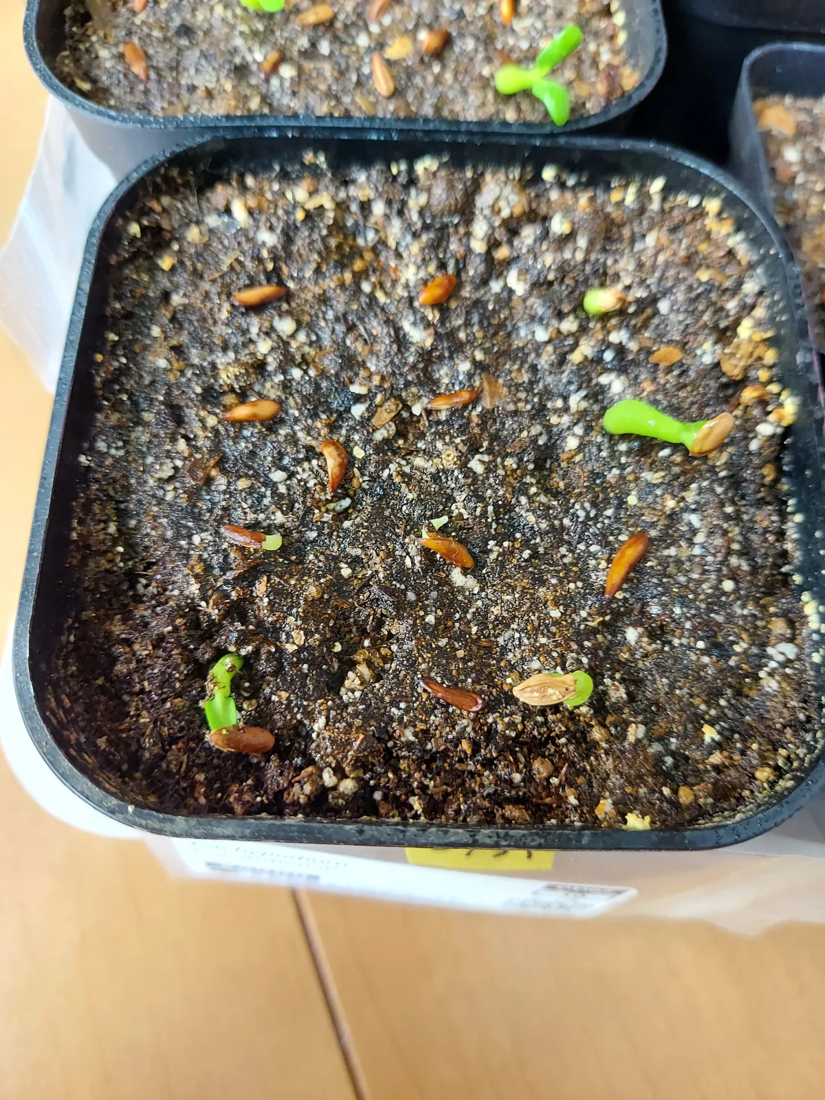 Pachypodium horombense (パキポディウム ホロンベンセ)