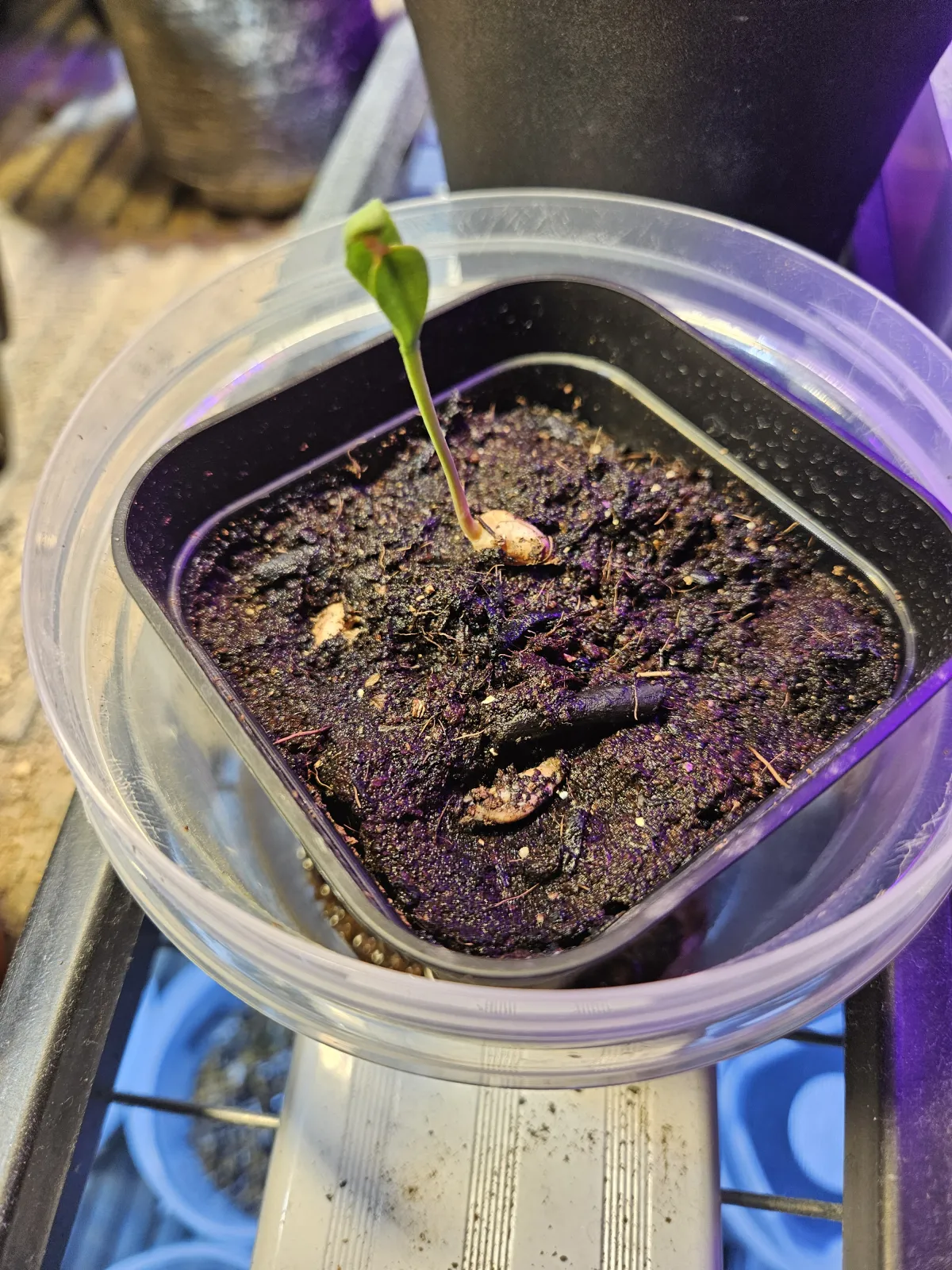 Welwitschia mirabilis ([無料種子/発芽難ロット] ウェルウィッチア ミラビリス 奇想天外)