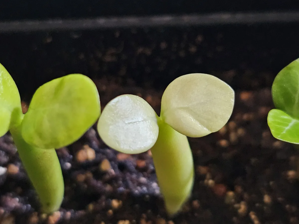 Adenium somalens (アデニウム ソマレンセ)