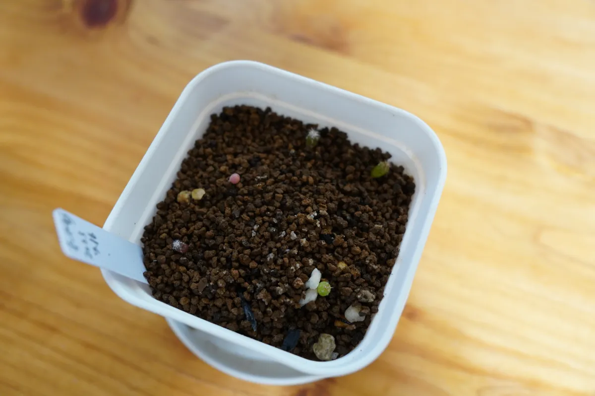 Echinofossulocactus zacatecasensis (エキノフォスロカクタス ザカテカセンシス)