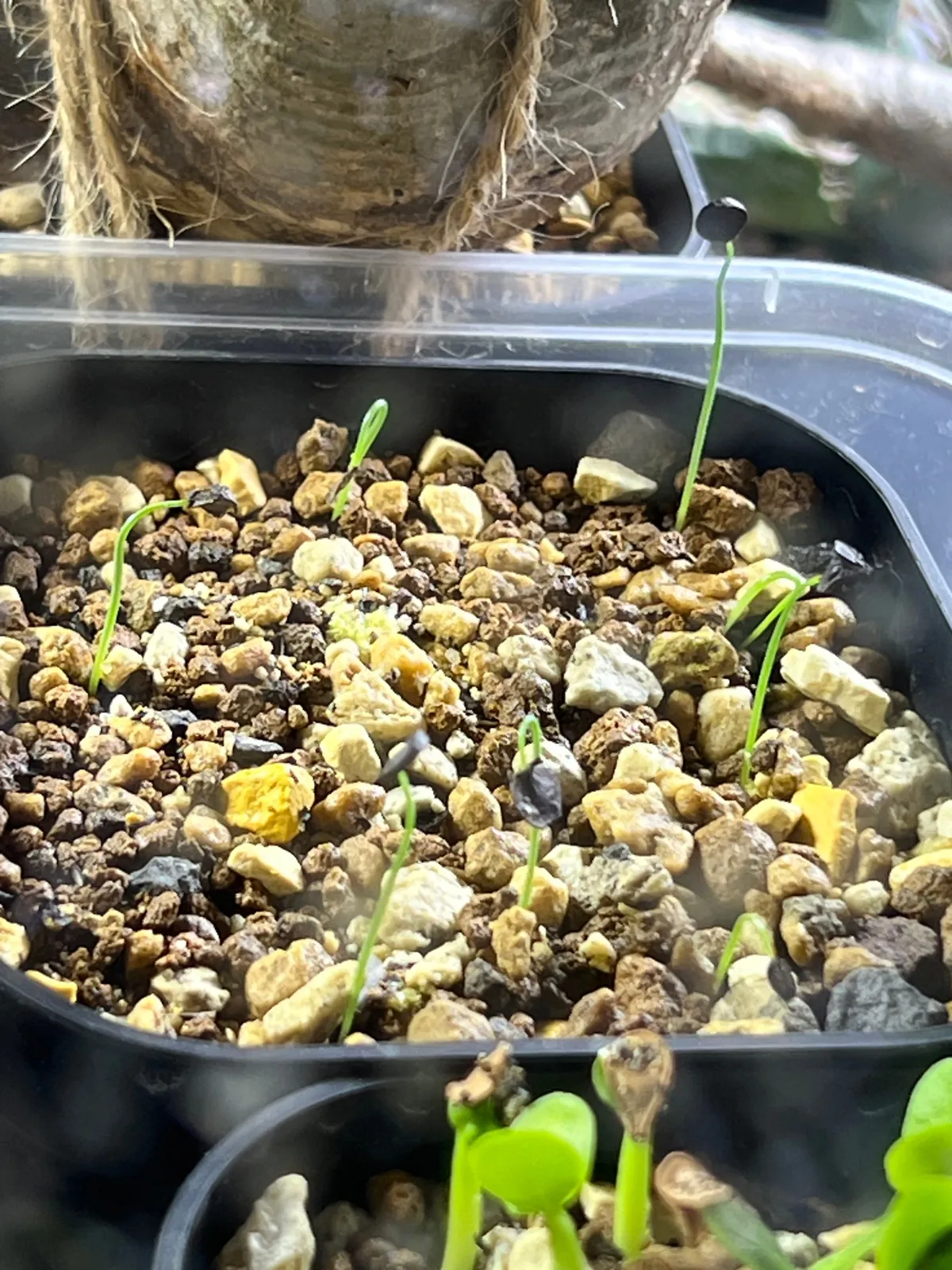 Albuca spiralis (アルブカ スピラリス)