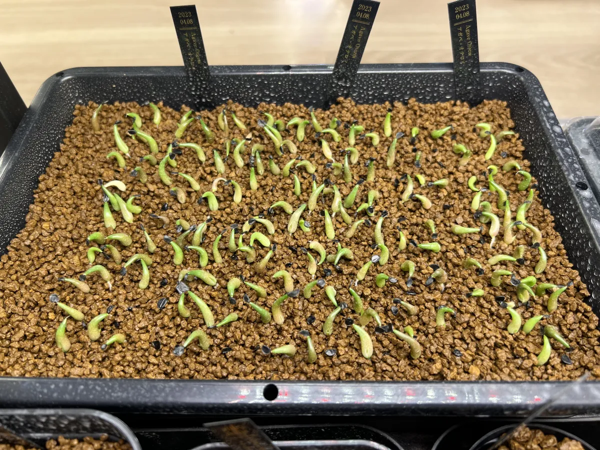 Agave oteroi Lot. (アガベ オテロイ)
