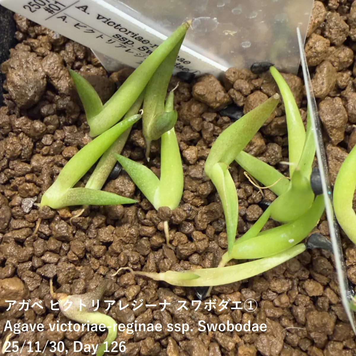 Agave victoriae-reginae ssp. swobodae (アガベ ビクトリアレジーナ スワボダエ)