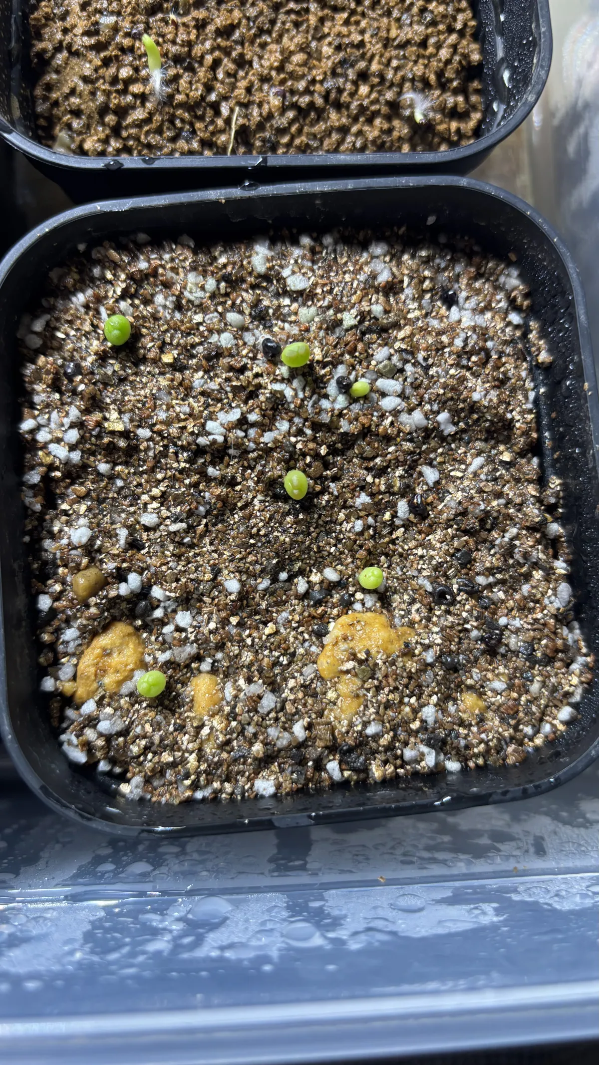Astrophytum asterias (アストロフィツム アステリアス 兜)