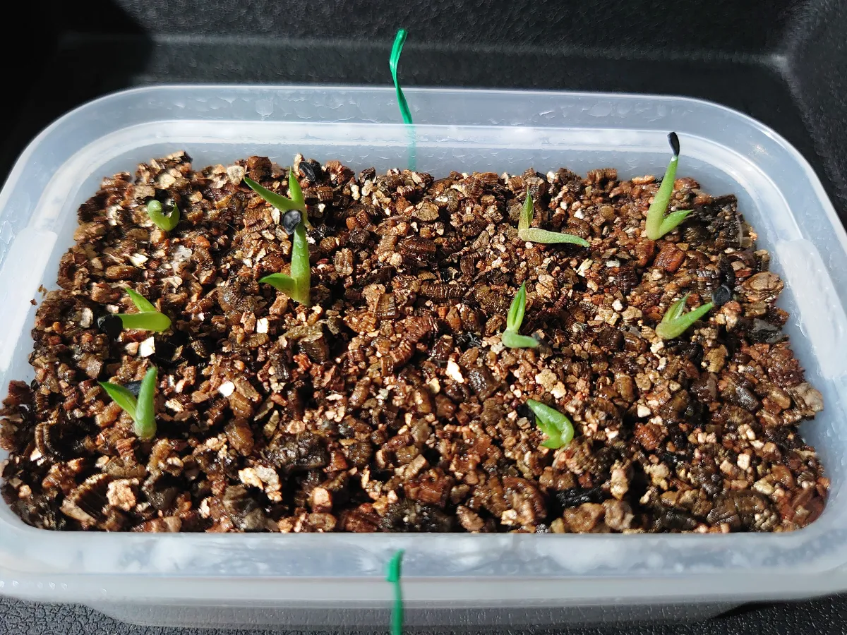 Agave titanota Blue Lot. (アガベ チタノタブルー)