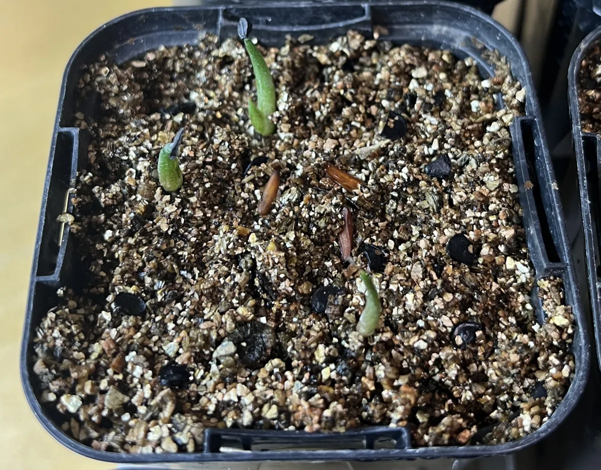 Agave titanota Blue Lot. (アガベ チタノタブルー)