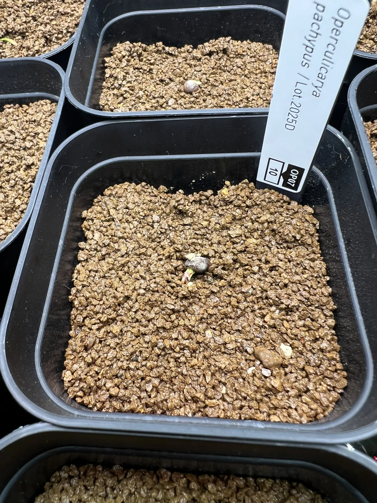Operculicarya pachypus Lot. (オペルクリカリア パキプス)