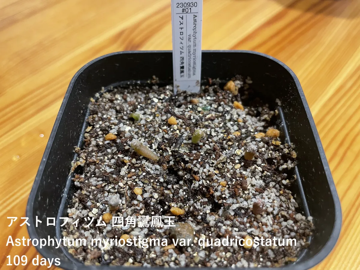 アストロフィツム