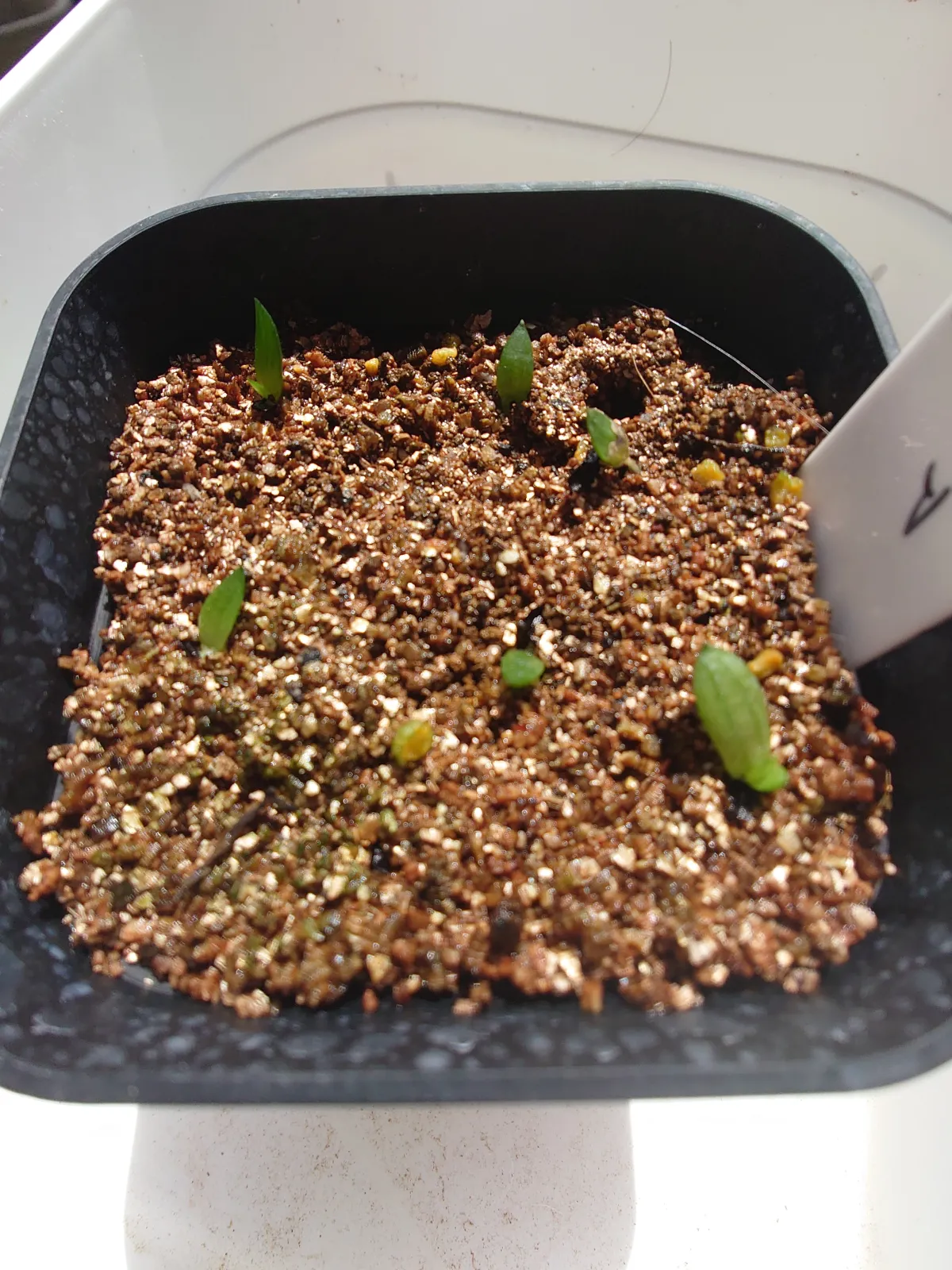 Gasteria Mix (ガステリア ミックス)