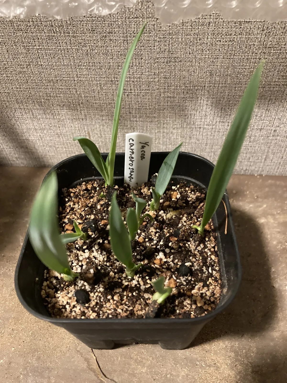 Yucca carnerosana (ユッカ カルネロサーナ)