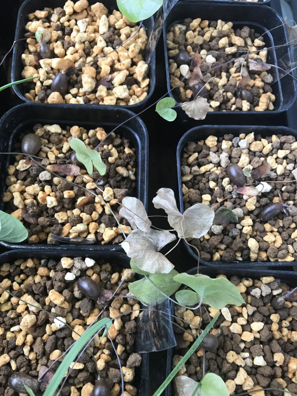 Dioscorea elephantipes (ディオスコレア エレファンティペス)