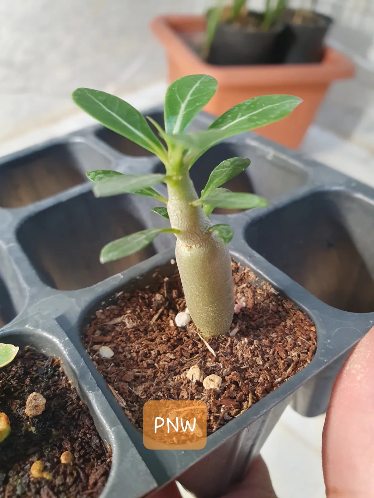 PNW Adenium arabicum phet na wang (アデニウム アラビカム)