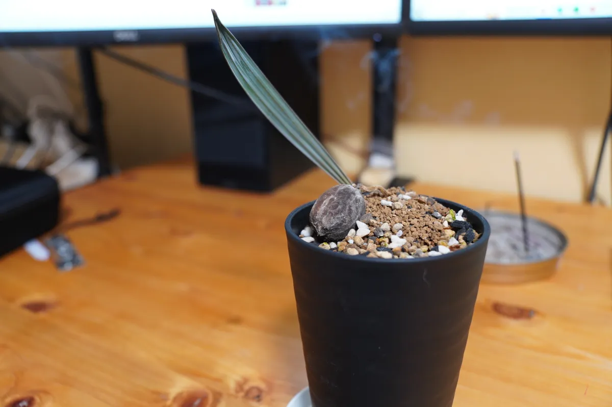Bismarckia nobilis Silver (ビスマルキア ノビリス シルバー)