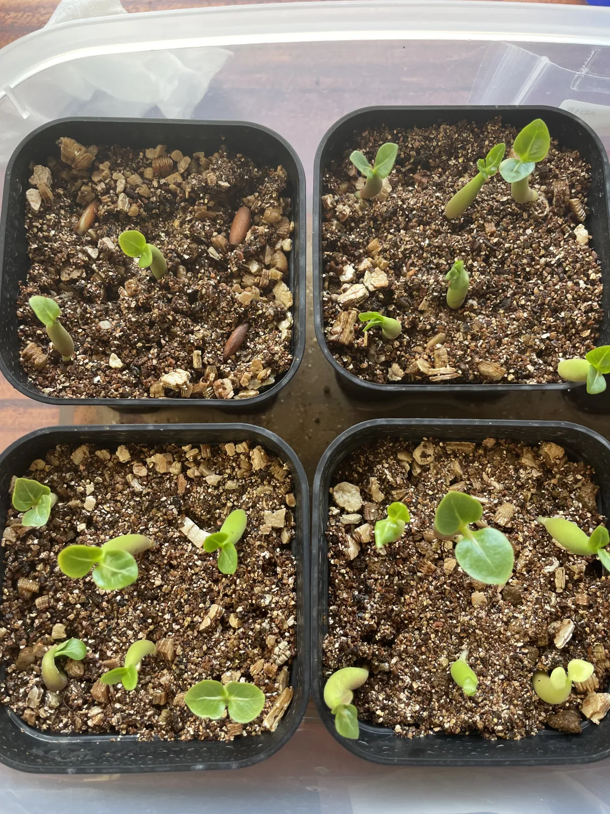 PNW Adenium arabicum phet na wang (アデニウム アラビカム)
