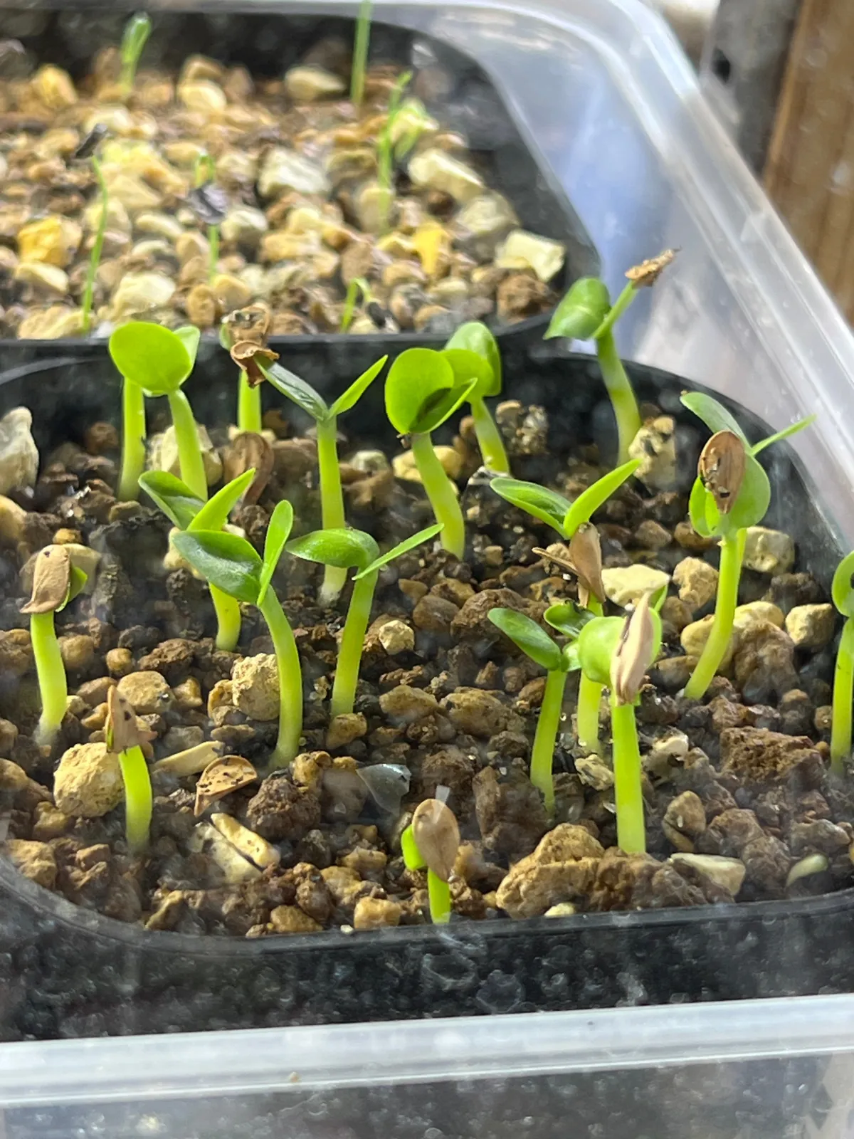 Pachypodium saundersii (パキポディウム サンデルシー)