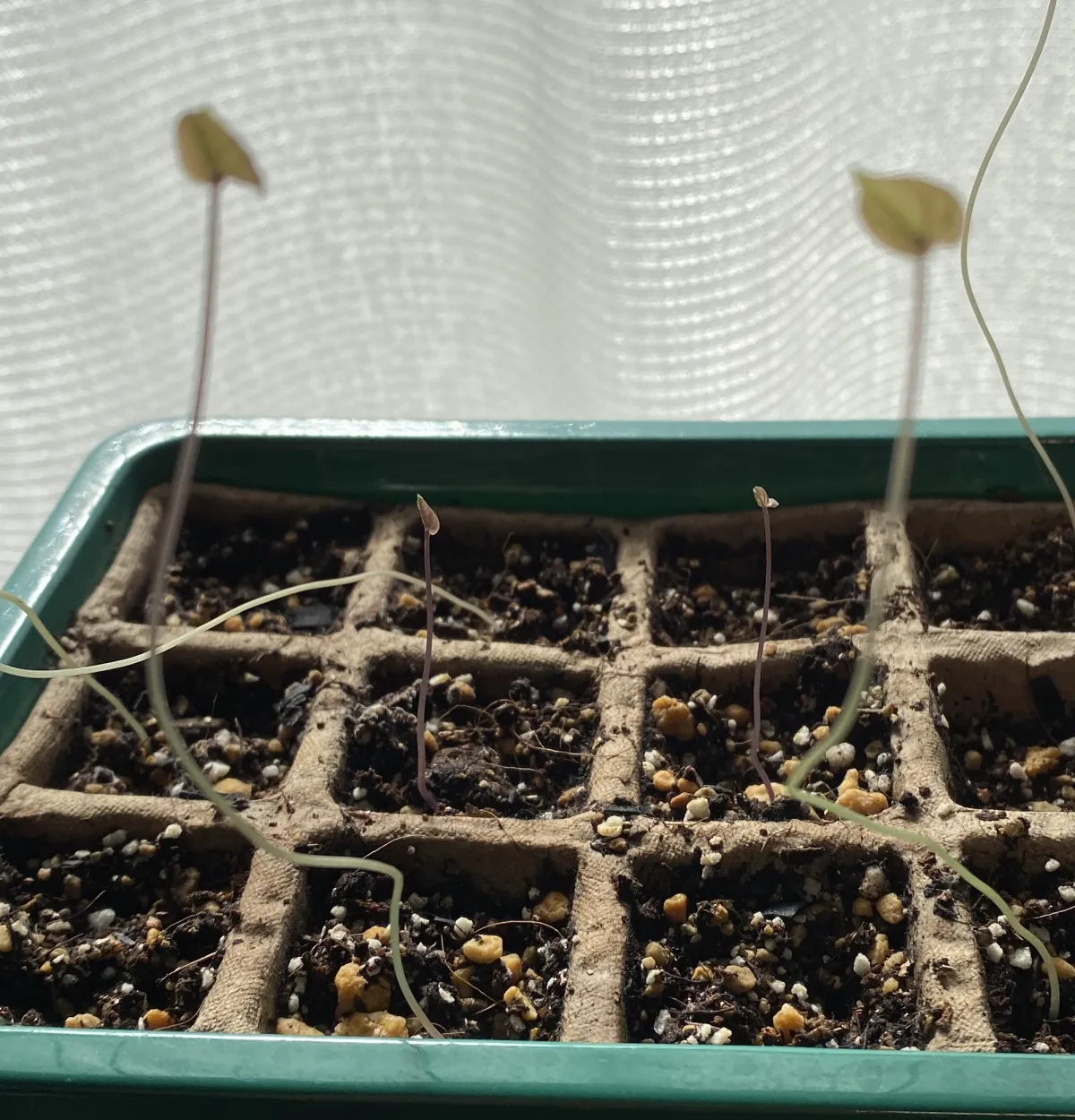 Dioscorea elephantipes ([チャレンジ種子] 亀甲竜)