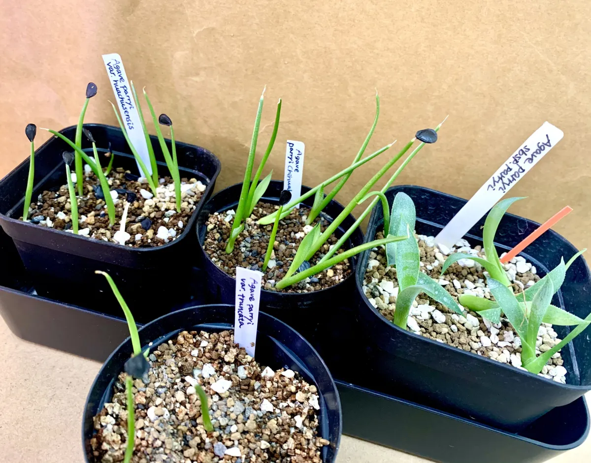 Agave parryi ssp. parryi (アガベ パリー)