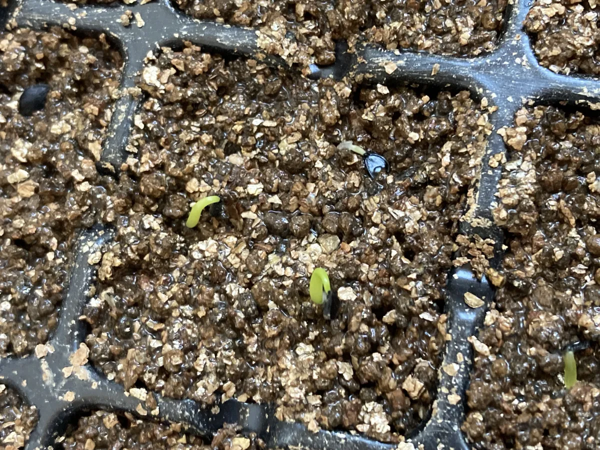 Agave mitis var. albidior (アガベ アルビディオール)