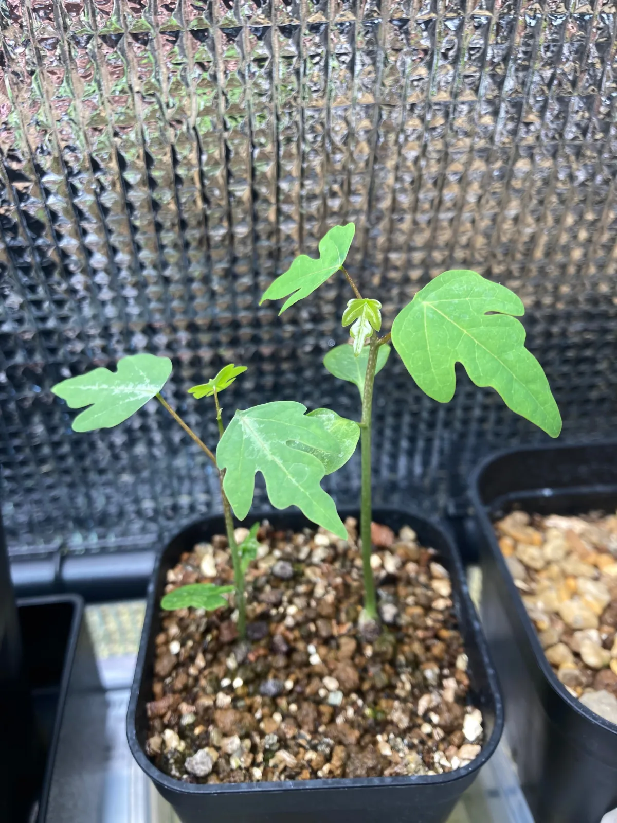 Adenia olaboensis ([発芽チャレンジ] アデニア オラボエンシス)