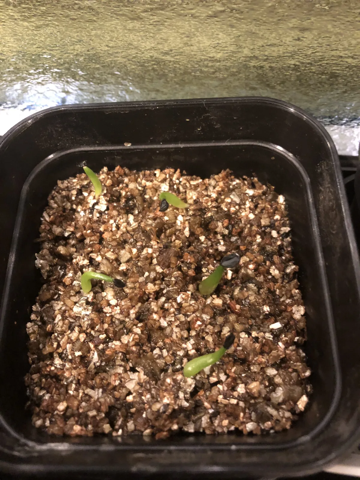 Agave titanota Blue Lot. (アガベ チタノタブルー)