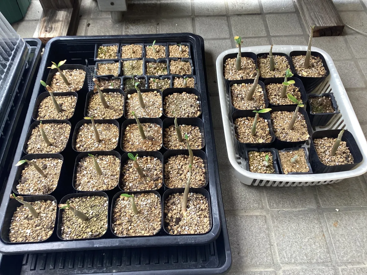 YLB Adenium arabicum Yak Lop Buri (アデニウム アラビカム)