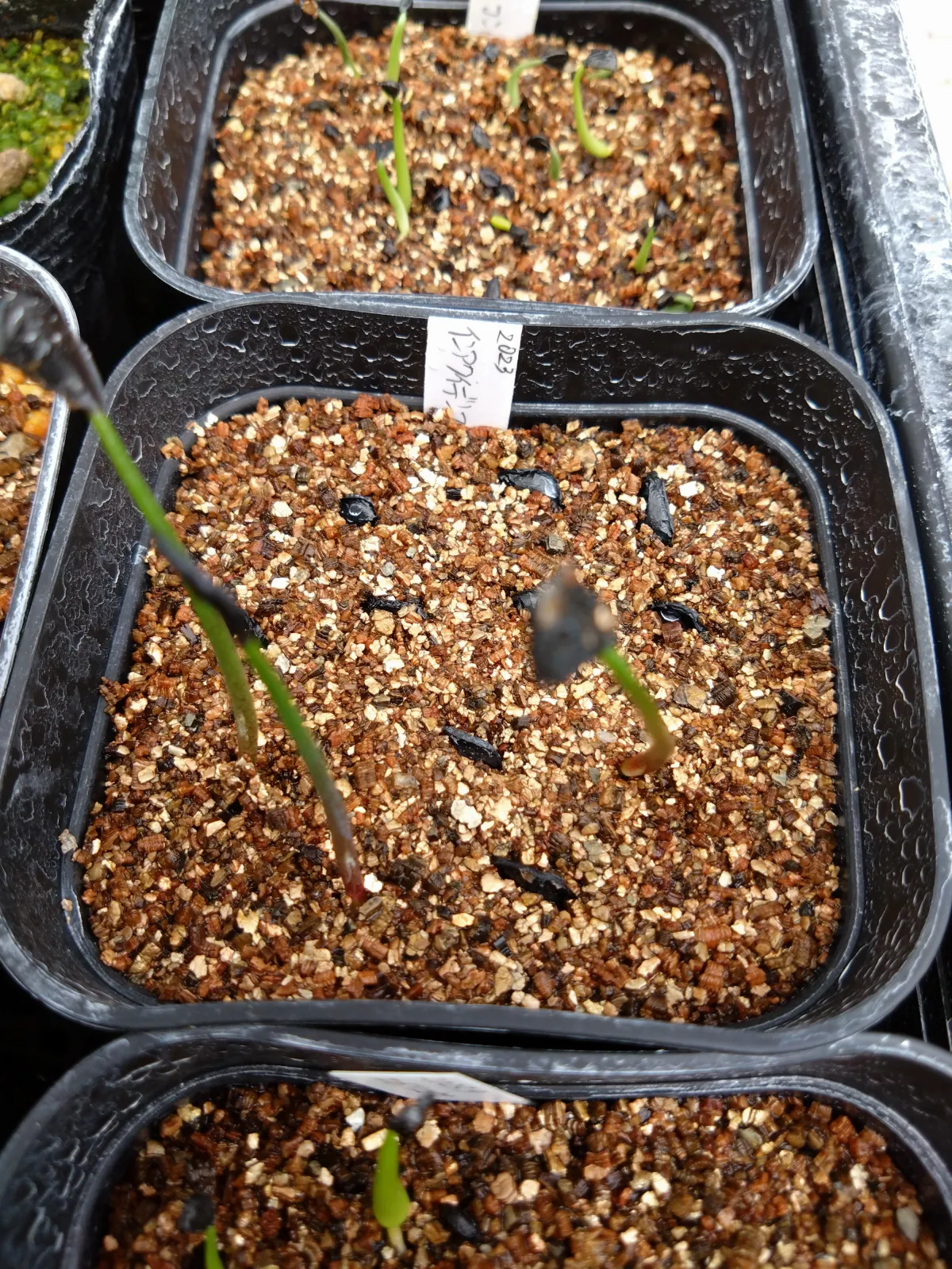 Agave inaequidens ssp. inaequidens (アガベ インアクイデンス)