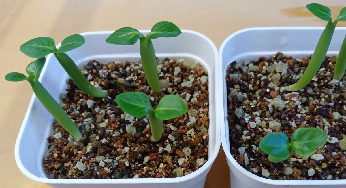 X SPR Adenium Soco black X SPR (アデニウム ソコ ブラック)