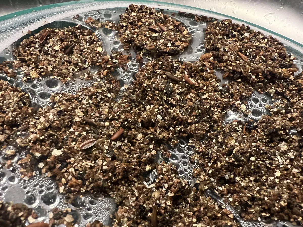 Pachypodium rosulatum var. gracilius ([無料種子] 発芽難 パキポディウム グラキリス　)