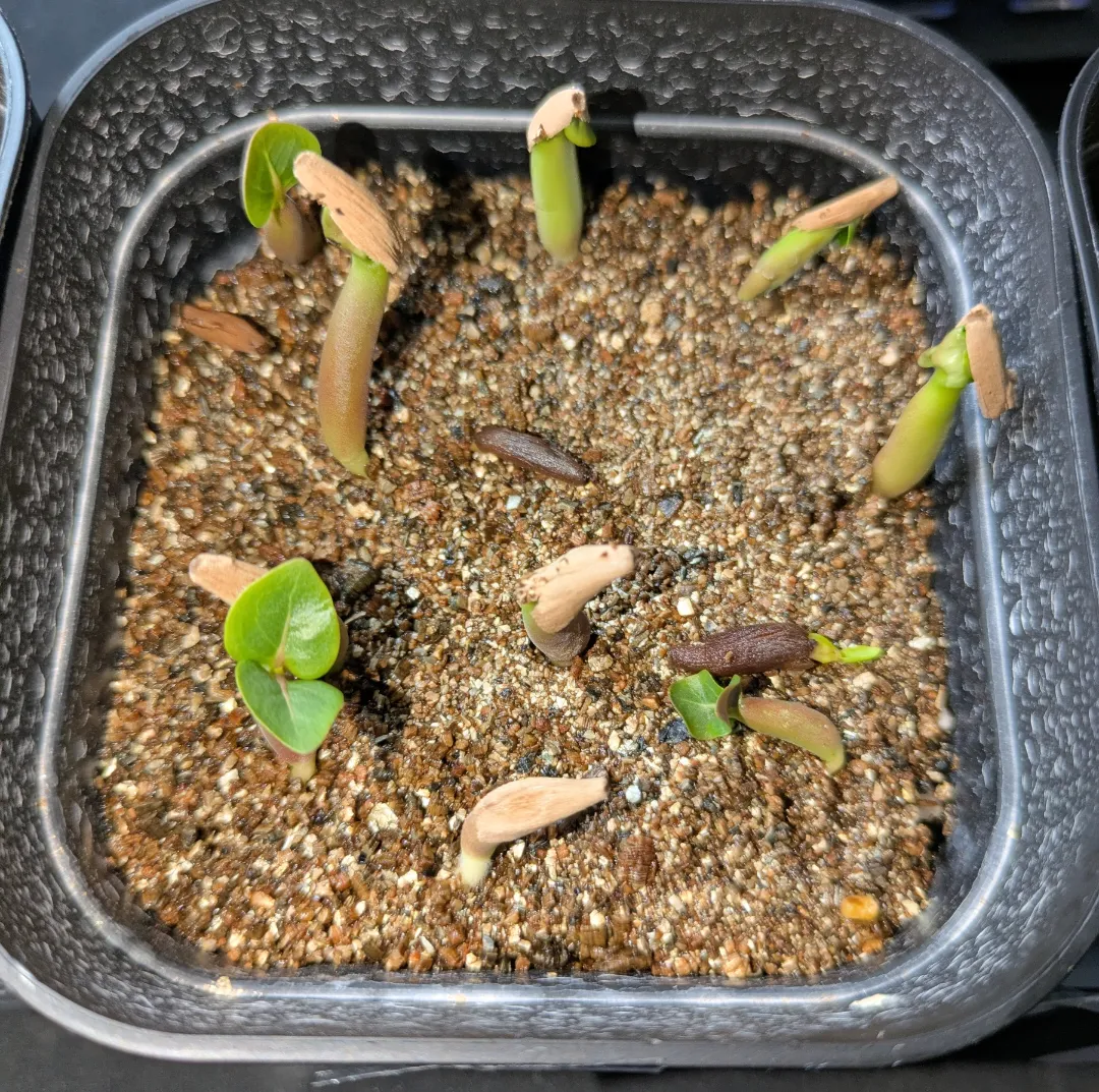 Adenium DDC X Super red (アデニウム)
