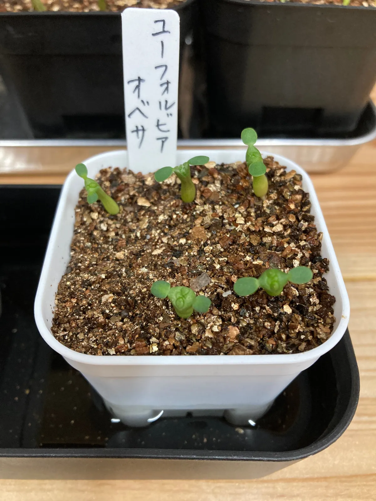 Euphorbia obesa (ユーフォルビア オベサ)