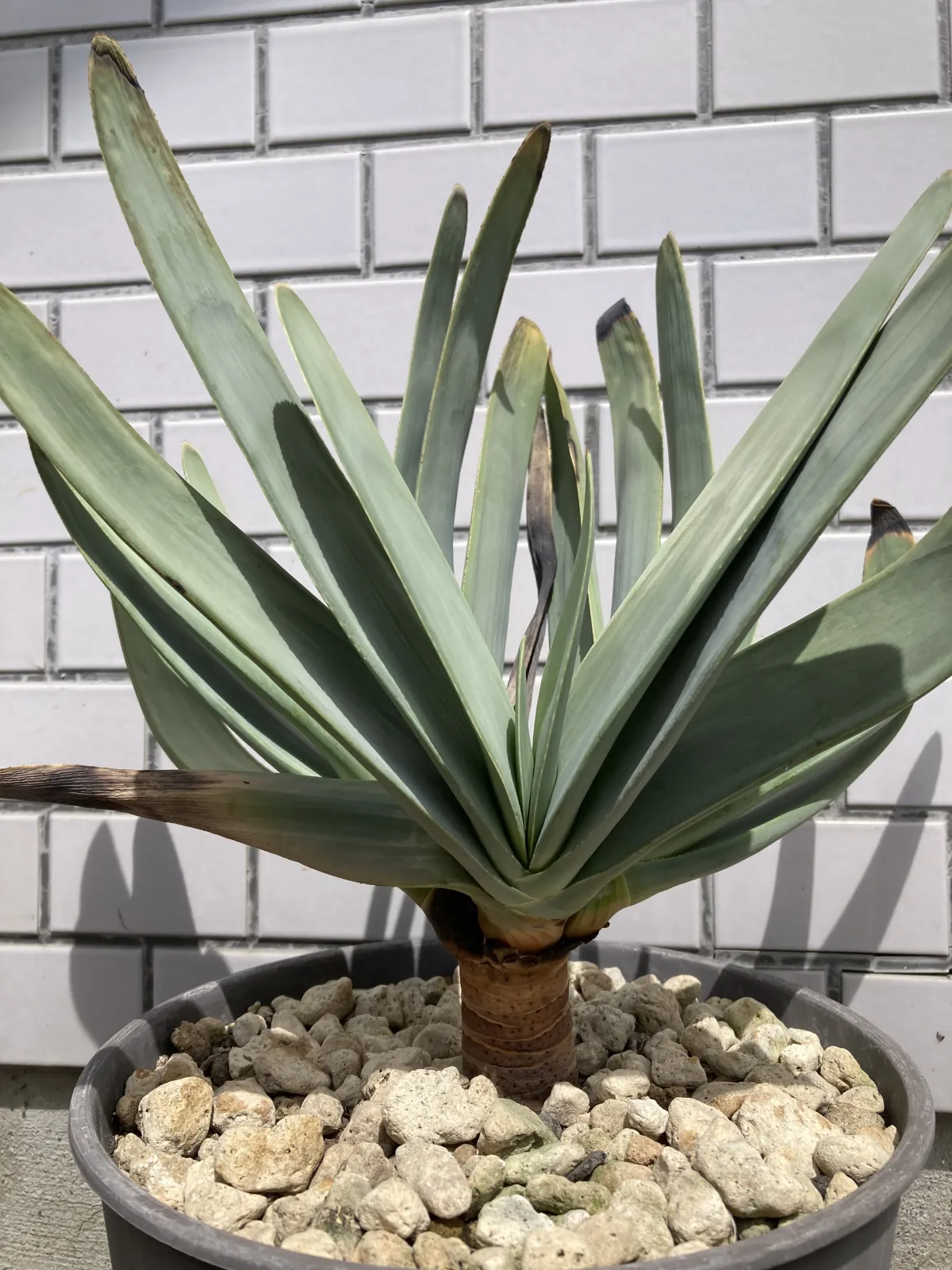 Aloe plicatilis (アロエ プリカティリス)