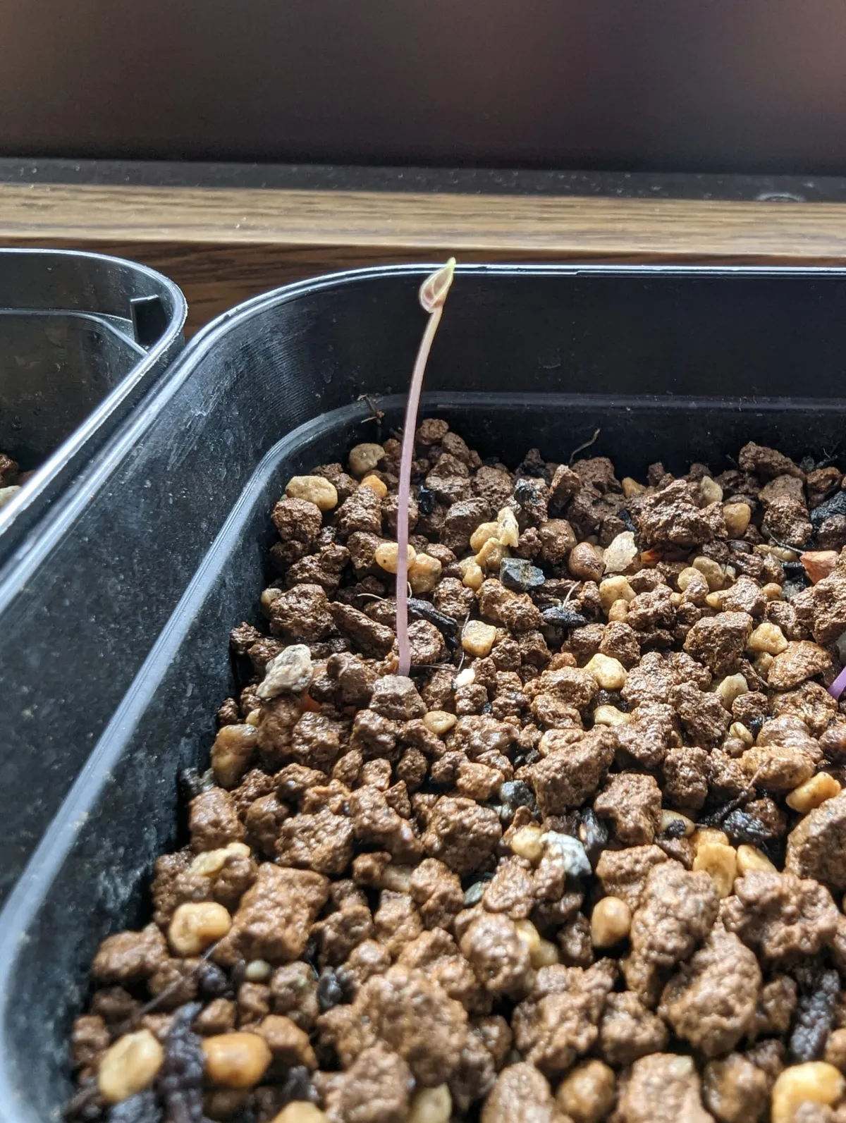 Dioscorea elephantipes (ディオスコレア エレファンティペス)