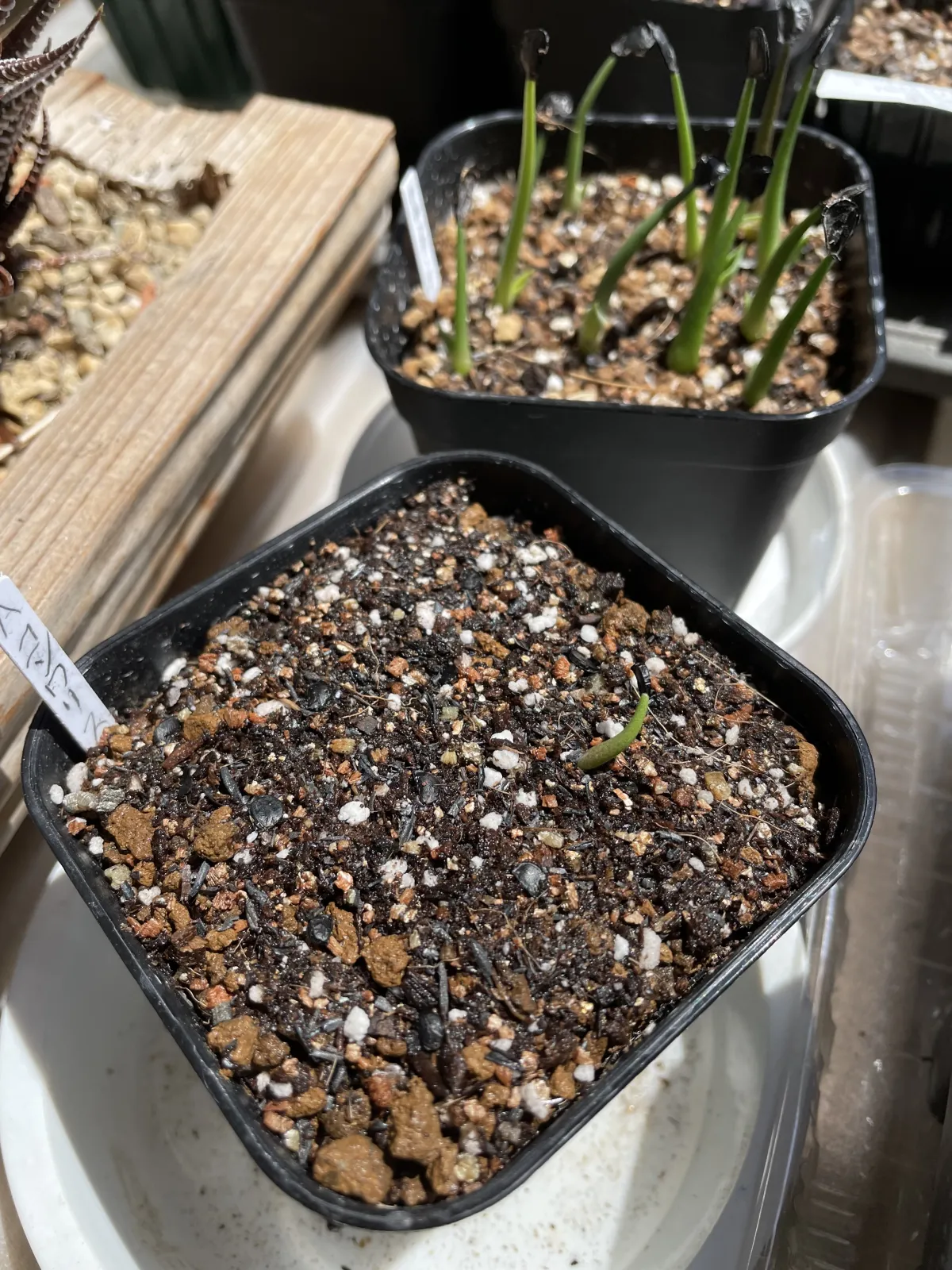 Agave convallis (アガベ コンワリス)