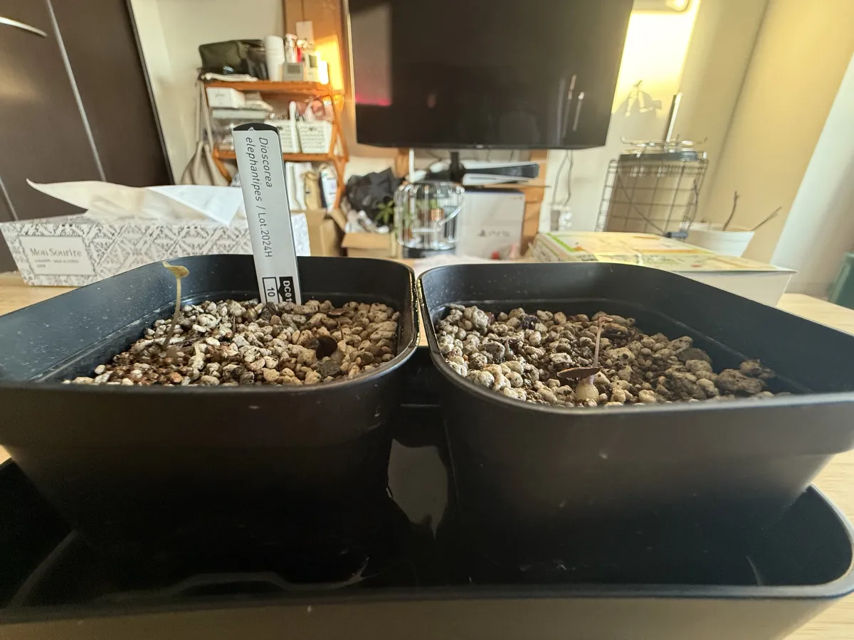 Dioscorea elephantipes (ディオスコレア エレファンティペス)
