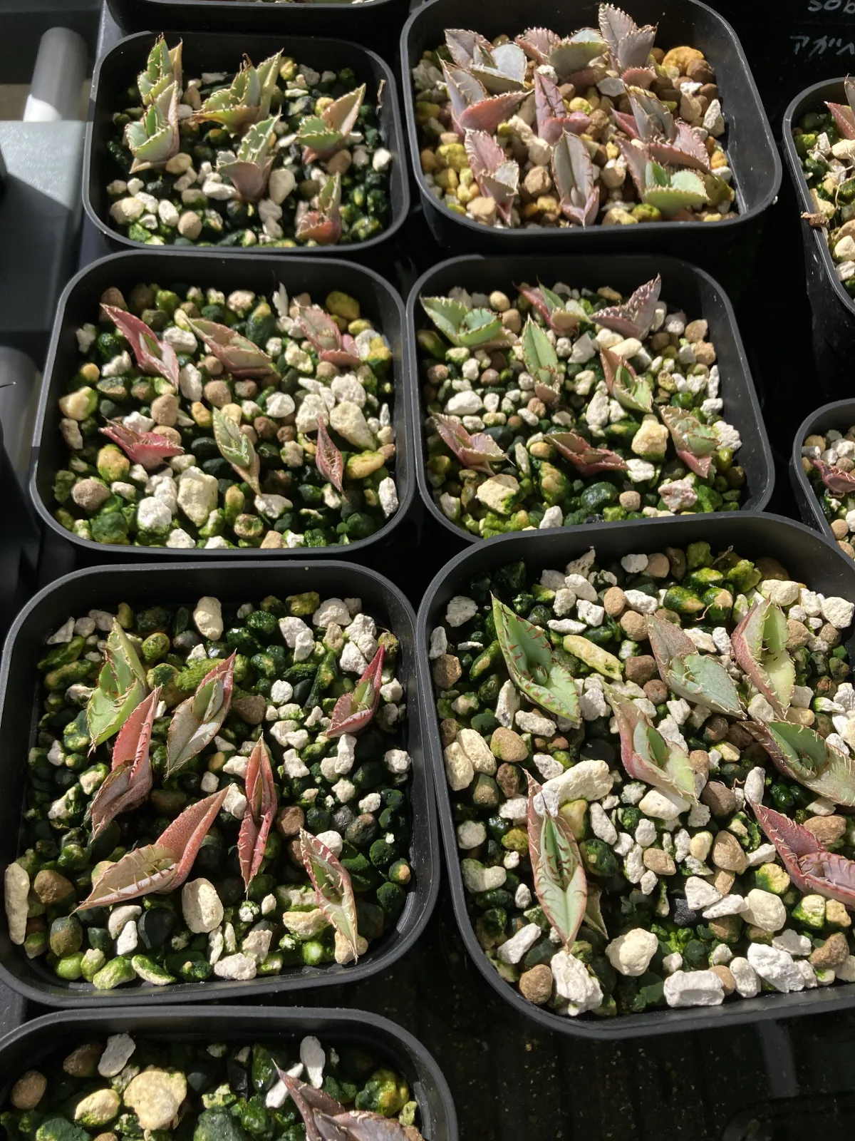 Agave titanota Blue Lot. (アガベ チタノタブルー)
