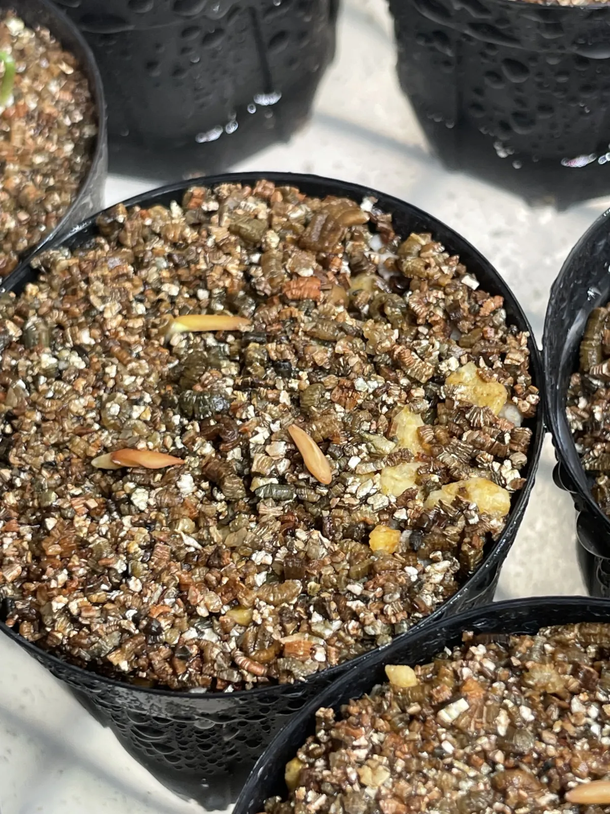 Pachypodium rosulatum var. gracilius ([無料種子] 発芽難 パキポディウム グラキリス　)