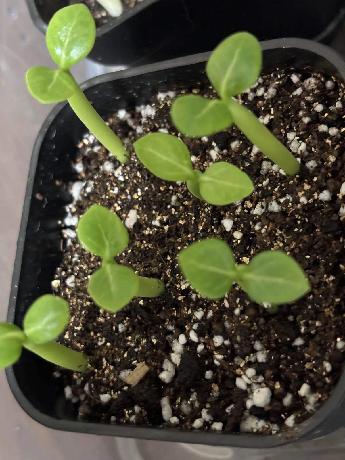 Adenium arabicum Alien (アデニウム エイリアン)